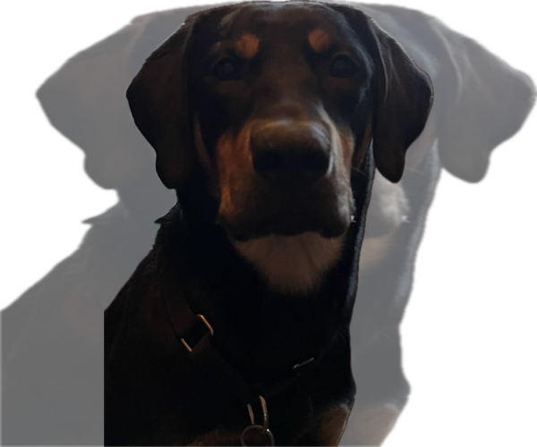 Medium Photo #5 Mutt Puppy For Sale in Plymouth, MN, USA