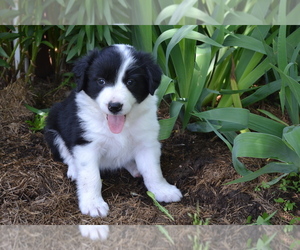 Border Collie Puppy for Sale in GREENWOOD, Wisconsin USA