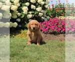 Small Photo #6 Golden Retriever Puppy For Sale in FORT PLAIN, NY, USA