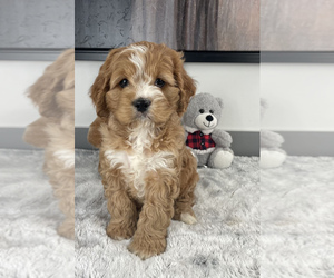 Cock-A-Poo Puppy for sale in FRANKLIN, IN, USA