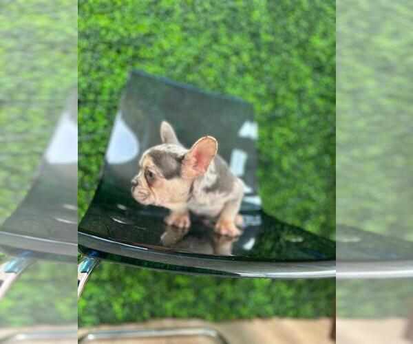 Medium Photo #41 French Bulldog Puppy For Sale in PACIFIC PALISADES, CA, USA