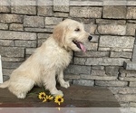 Small Photo #6 Goldendoodle Puppy For Sale in SQUAW VALLEY, CA, USA