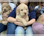 Small Photo #28 Labradoodle Puppy For Sale in JARRELL, TX, USA