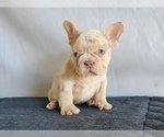 Small #6 French Bulldog
