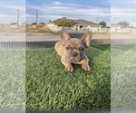 Small #5 French Bulldog
