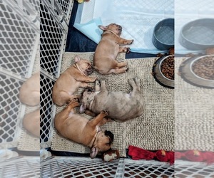 French Bulldog Litter for sale in ANDOVER, KS, USA
