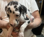 Small #4 Great Dane
