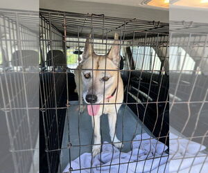 Dakota - Female Mutt Dog for Adoption - Photo #2