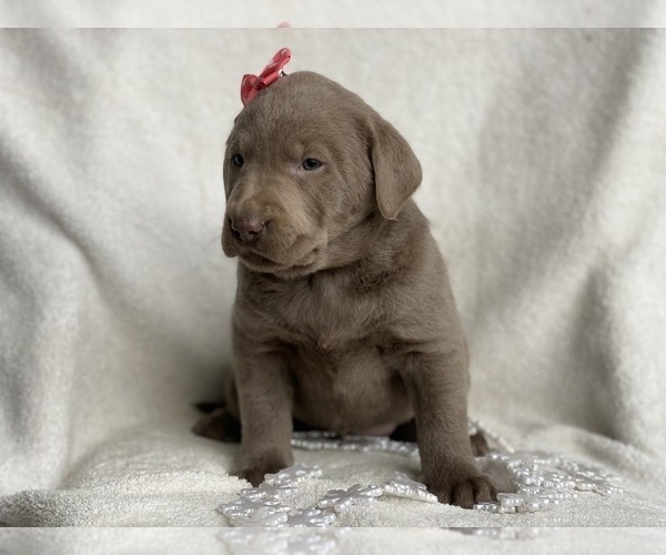 Medium Photo #3 Labrador Retriever Puppy For Sale in CEDAR LANE, PA, USA