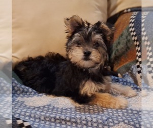 Morkie Puppy for sale in CORNERSVILLE, TN, USA