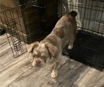 Small #5 French Bulldog