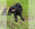 Small Photo #6 Labradoodle Puppy For Sale in PIERSON, FL, USA
