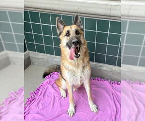 DEPUTY - Male German Shepherd Dog Dog for Adoption - Photo #2