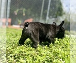 Small Photo #5 French Bulldog Puppy For Sale in HIALEAH, FL, USA