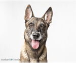 Small #3 Mutt