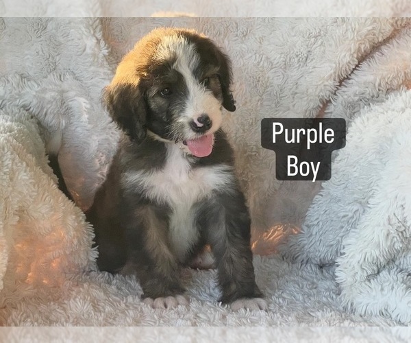 Medium Photo #8 Bernedoodle Puppy For Sale in LEWISBURG, TN, USA