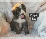 Small #7 Bernedoodle
