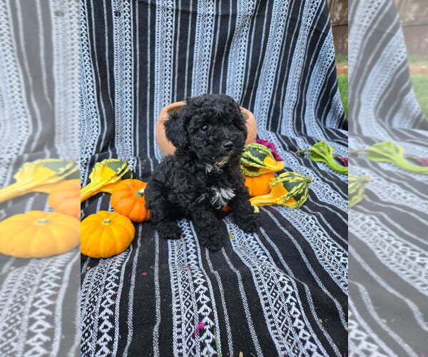 Medium Photo #20 Poodle (Miniature) Puppy For Sale in CANON CITY, CO, USA