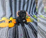 Small #7 Poodle (Miniature)
