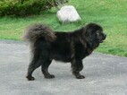 Small Photo #5 Tibetan Mastiff Puppy For Sale in BLOOMER, WI, USA