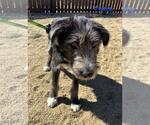 Small #1 Mutt