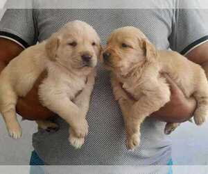 Golden Retriever Puppy for sale in CORONA, CA, USA