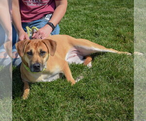 Violet - Female German Shepherd Dog-Unknown Mix Dog for Adoption - Photo #4