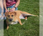 Small #3 German Shepherd Dog Mix