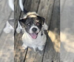Small #8 Jack Russell Terrier