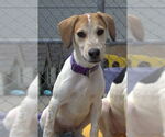 Small #1 English Coonhound Mix