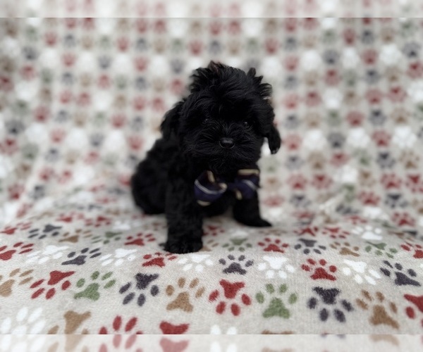 Medium Photo #5 Shih-Poo Puppy For Sale in LAKELAND, FL, USA