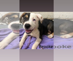 American Pit Bull Terrier-Unknown Mix Dogs for adoption in Wetumpka, AL, USA