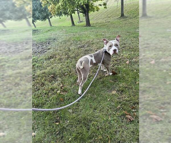 Medium Photo #1 Mutt Puppy For Sale in Forestville, MD, USA