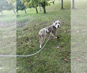 Mutt Dogs for adoption in Forestville, MD, USA