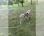 *MOE - Male Mutt Dog for Adoption - Small photo