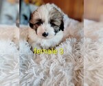 Image preview for Ad Listing. Nickname: Litter of 5