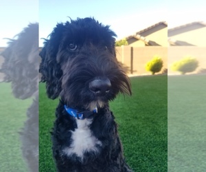 Bernedoodle Puppy for sale in ORO VALLEY, AZ, USA