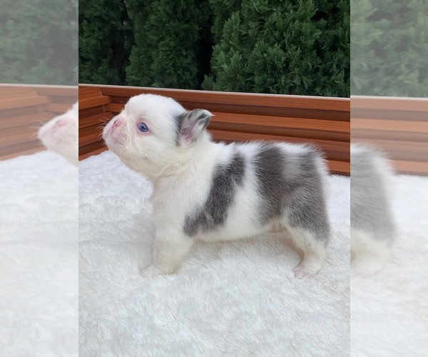 Medium Photo #12 French Bulldog Puppy For Sale in SAN DIEGO, CA, USA