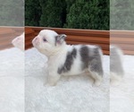 Small #11 French Bulldog
