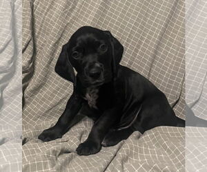 Beagle-Spaniel Mix Dogs for adoption in Pottstown, PA, USA