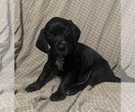 Small Beagle-Spaniel Mix