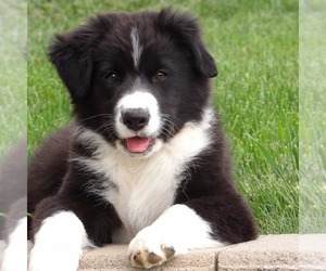 Australian Shepherd Puppy for sale in GLADE SPRING, VA, USA