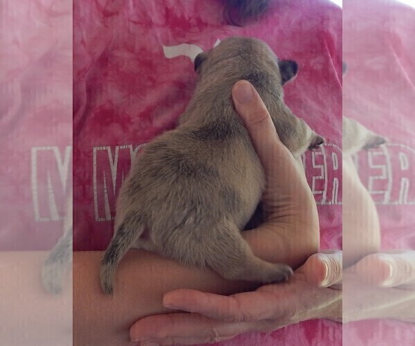 Medium Photo #9 French Bullhuahua Puppy For Sale in SPRAGGS, PA, USA