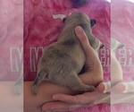 Small Photo #9 French Bullhuahua Puppy For Sale in SPRAGGS, PA, USA