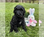 Small #3 Labradoodle
