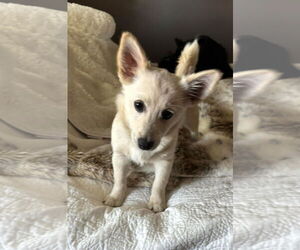 Pembroke Welsh Corgi-Unknown Mix Dogs for adoption in Turlock, CA, USA