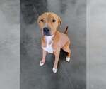 Small #11 Mutt