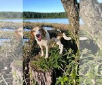 Small Photo #3 American Foxhound-Unknown Mix Puppy For Sale in Sanderson, FL, USA