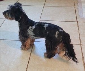 Father of the Dachshund puppies born on 05/29/2025