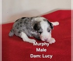 Puppy Murphy Miniature Australian Shepherd-Poodle (Toy) Mix